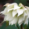 Helleborus orientalis double - abriachan nurseries